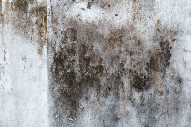 Best Basement Mold Removal  in Esko, MN