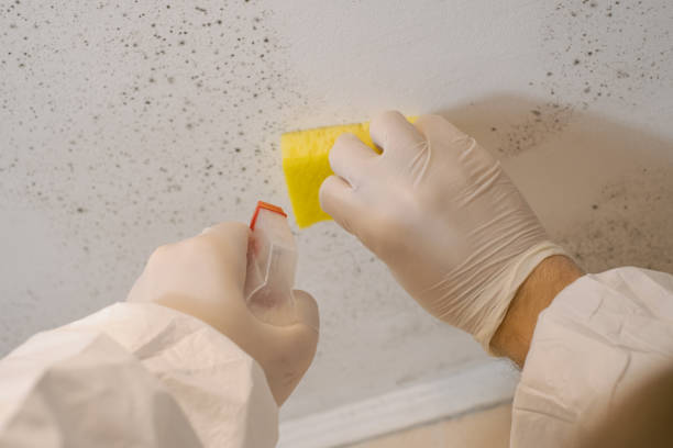 Mold Odor Removal Services in Esko, MN